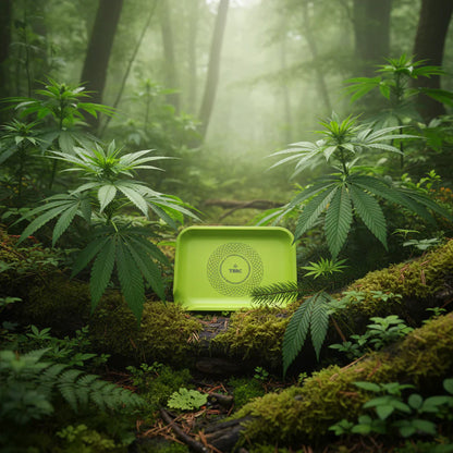 TBBC | Acrylic NEON Rolling Tray